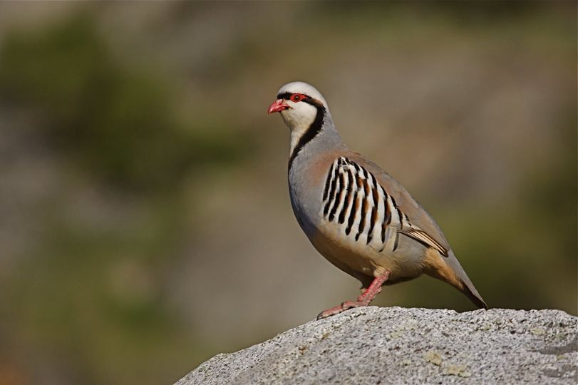 Fish Report Chukar Hunting in Nevada