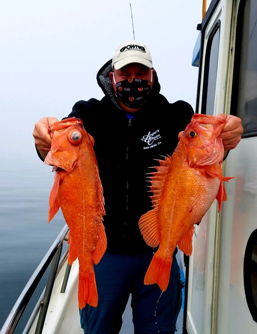 Vermilion Rockfish (Sebastes miniatus)