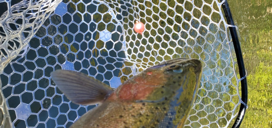 Jumping into Fall on the Klamath