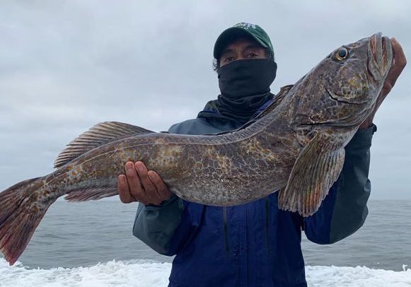 Smoking Hot Lingcod Bite