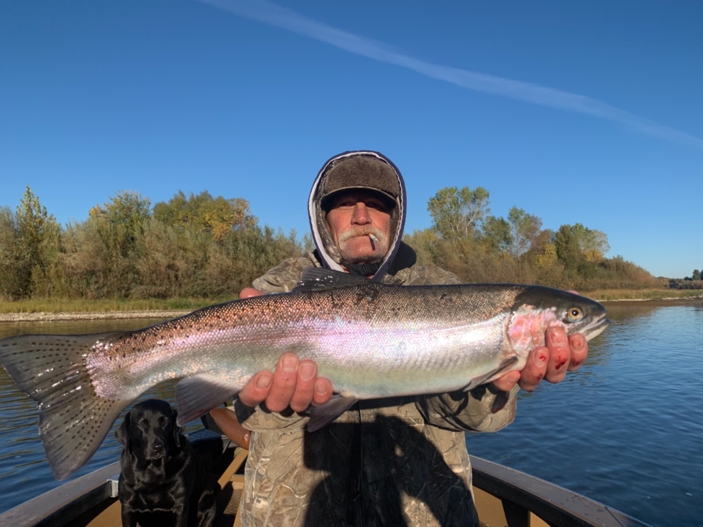 Steelhead on the Sacramento River