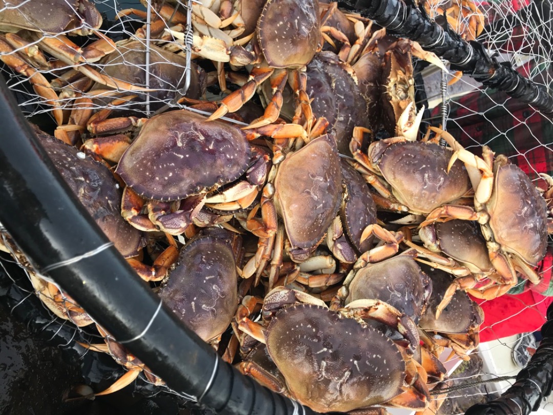Crabs and rockfish