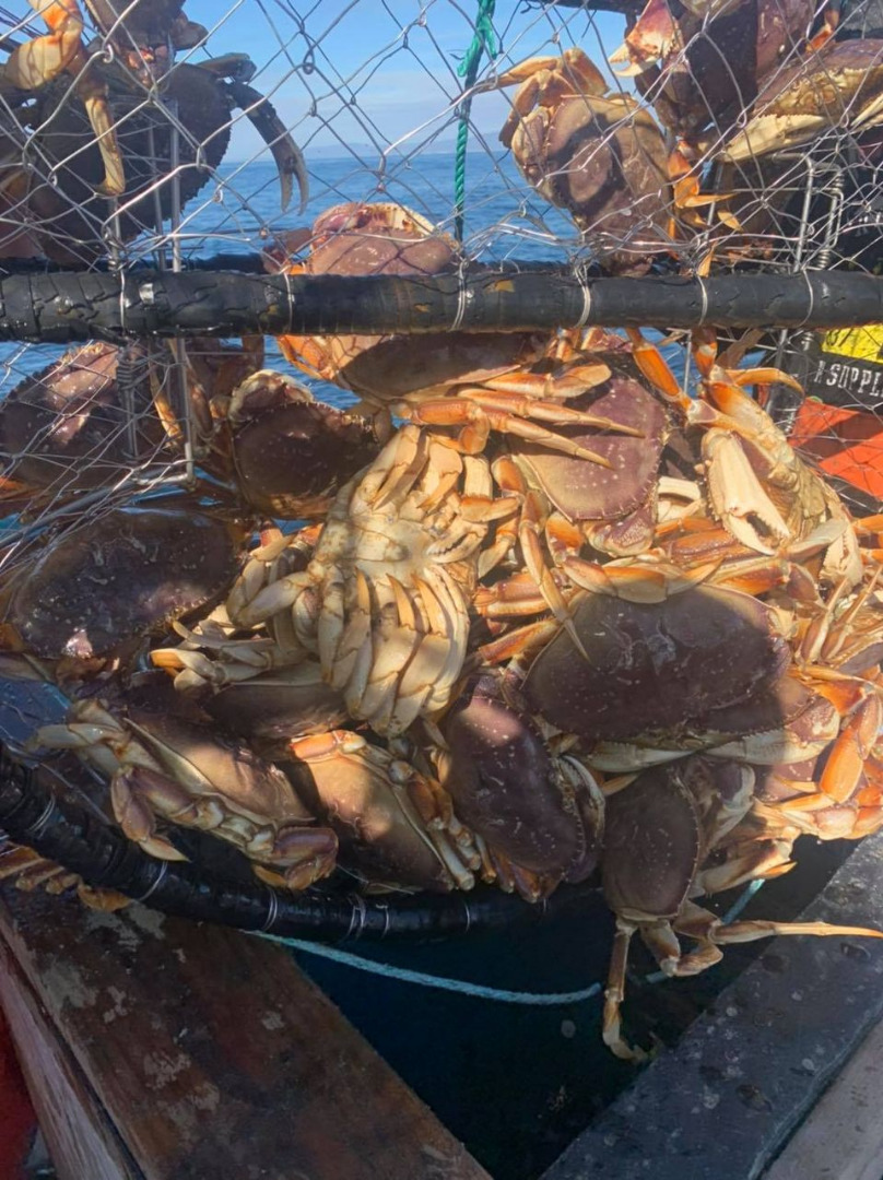 What an opening week for crabs! 