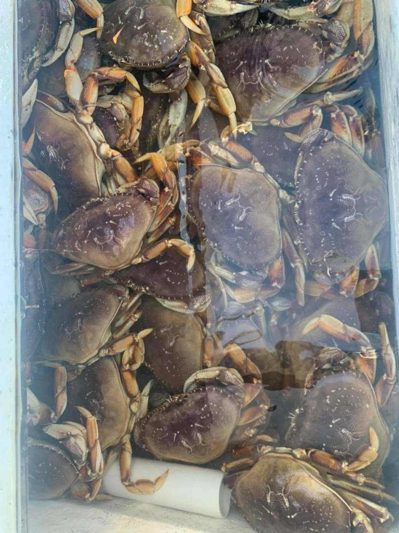 Limits of Dungeness crab on the 2020 opener