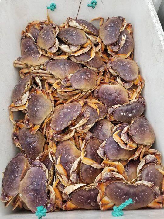Crab Only Trip Today