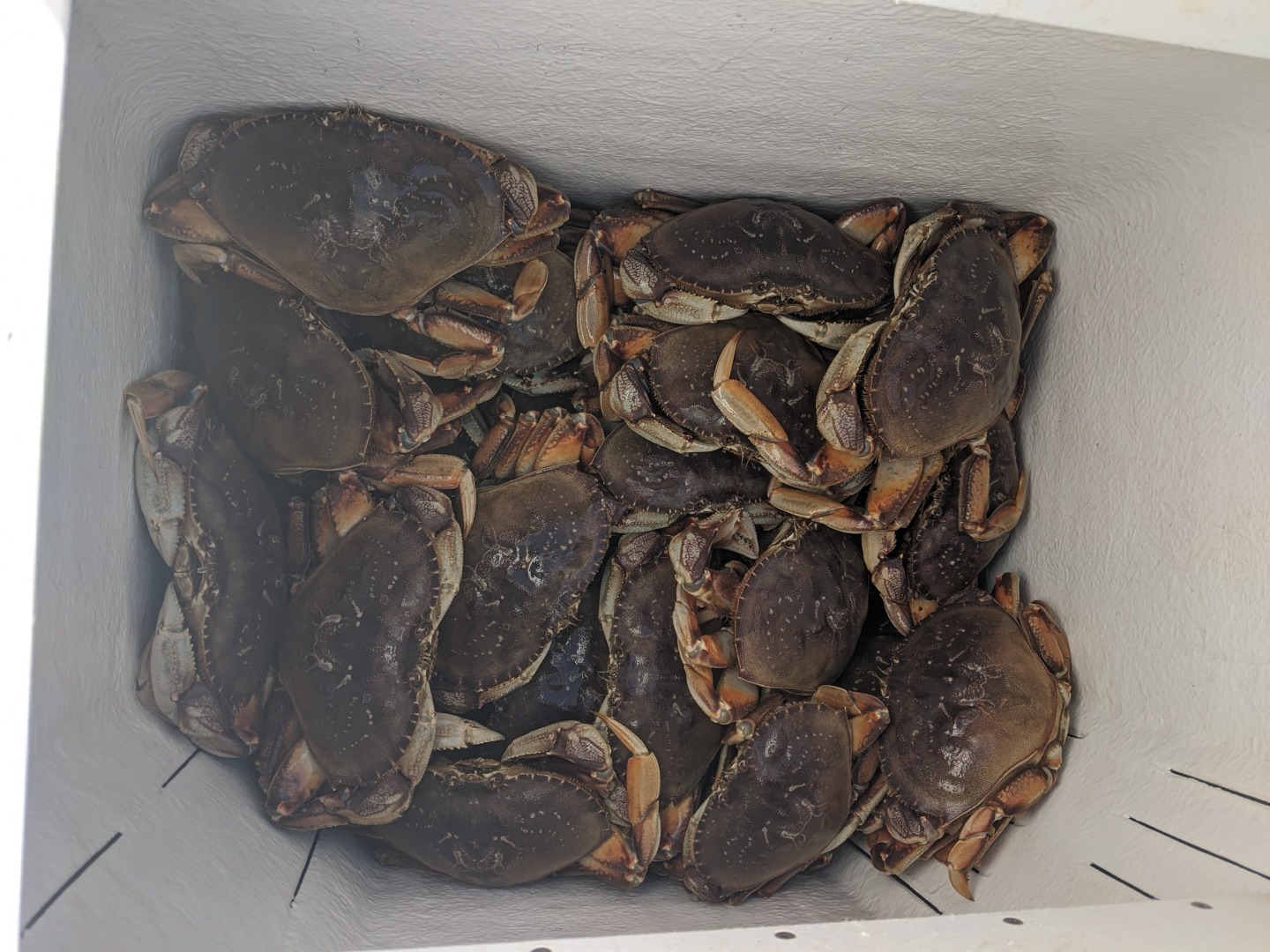 Crab Combo limits ! 🦀
