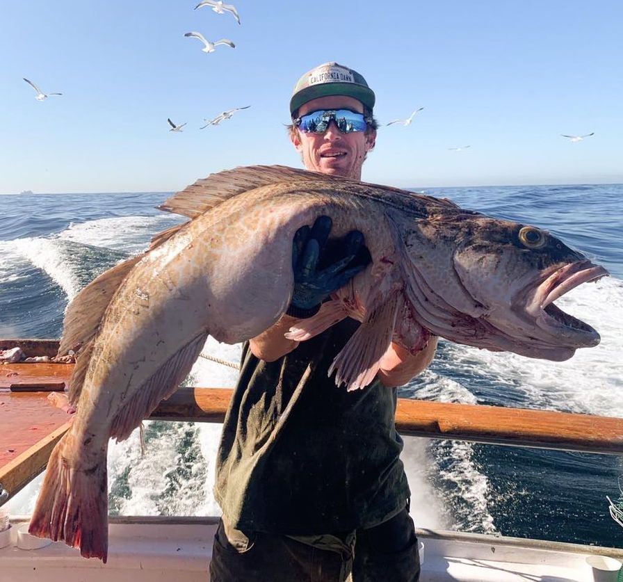 Lingcod Limits up to 26 Pounds!