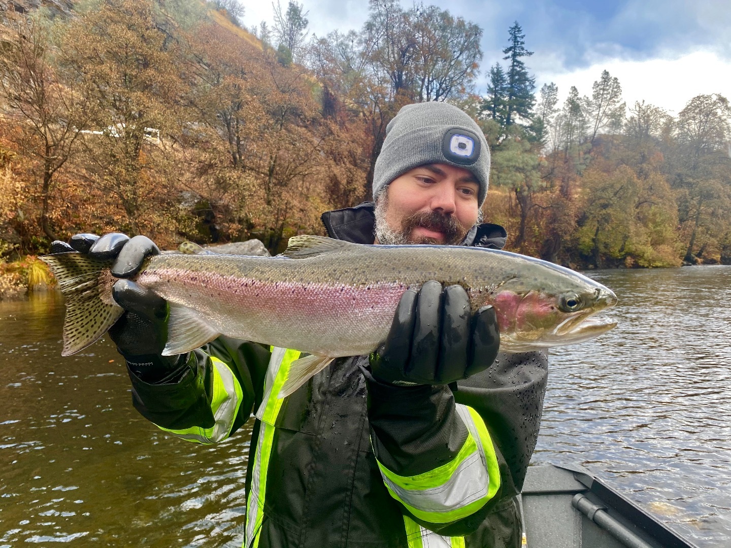 Steelhead numbers improve!