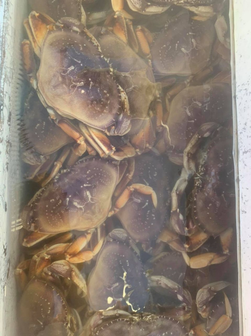 Limits & Great Quality Crab!