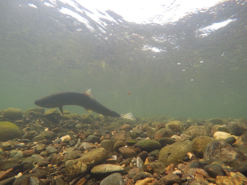Hot and Crowded:  ﻿Where and When Salmon Spawn on the Stanislaus River