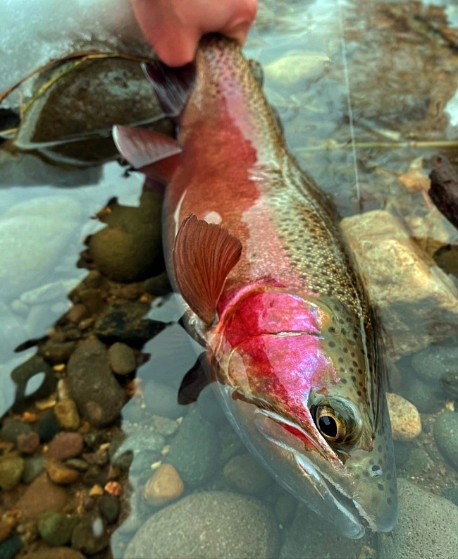 Truckee River Fish Reports & Map