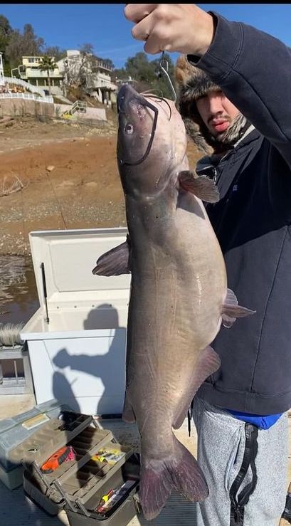 11 Lb. Catfish