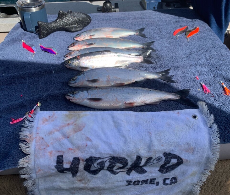 Pardee Reservoir Fish Report - Pardee Reservoir - Lake Pardee Fishing ...