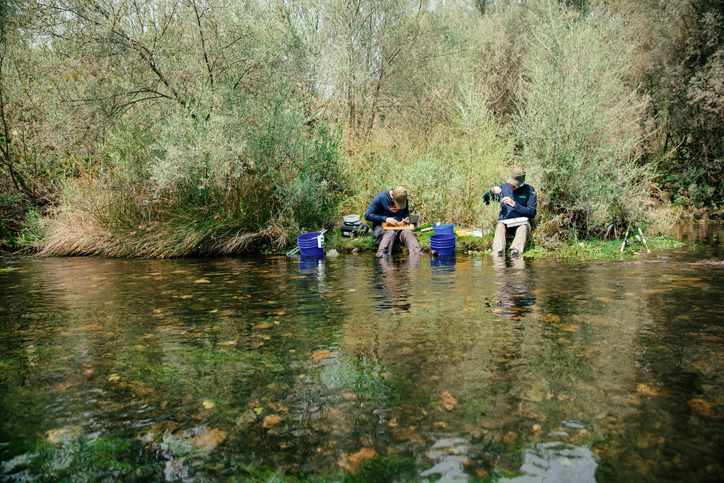 fishing planet san joaquin delta unique steelhead peak times