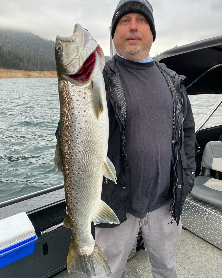 Big spring browns on Shasta Lake!