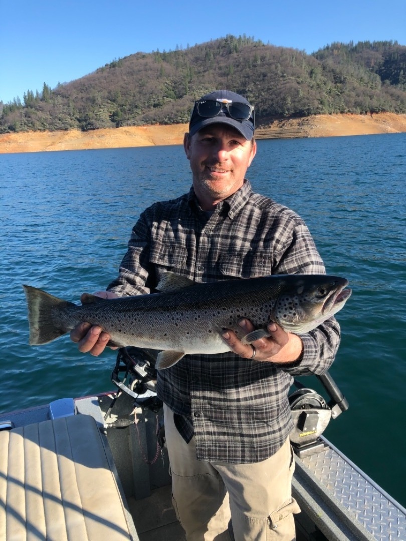 Big brown on Shasta lake