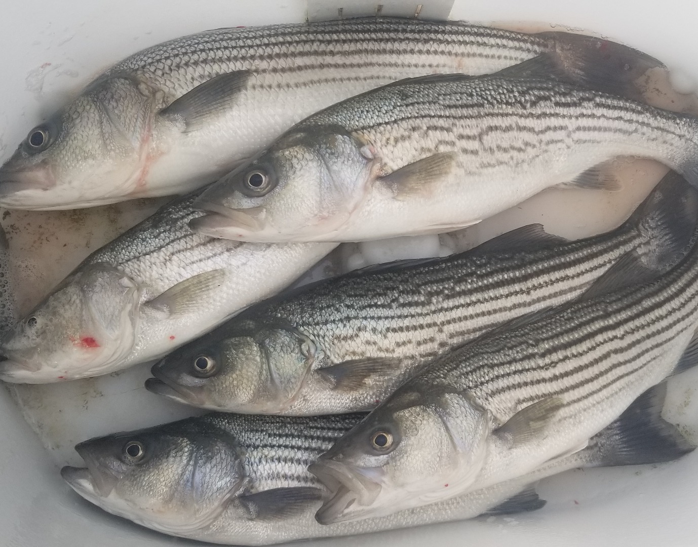 Delta stripers picking up