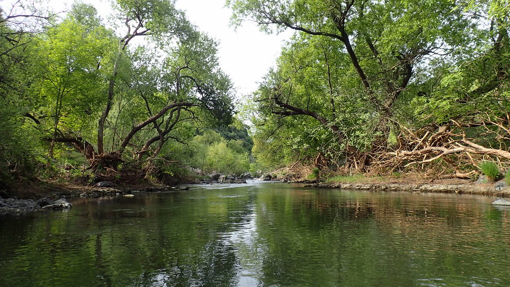 Providing Water For Fish In The Calaveras River