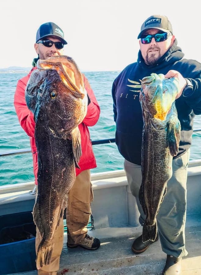 Monster Lingcod This Weekend