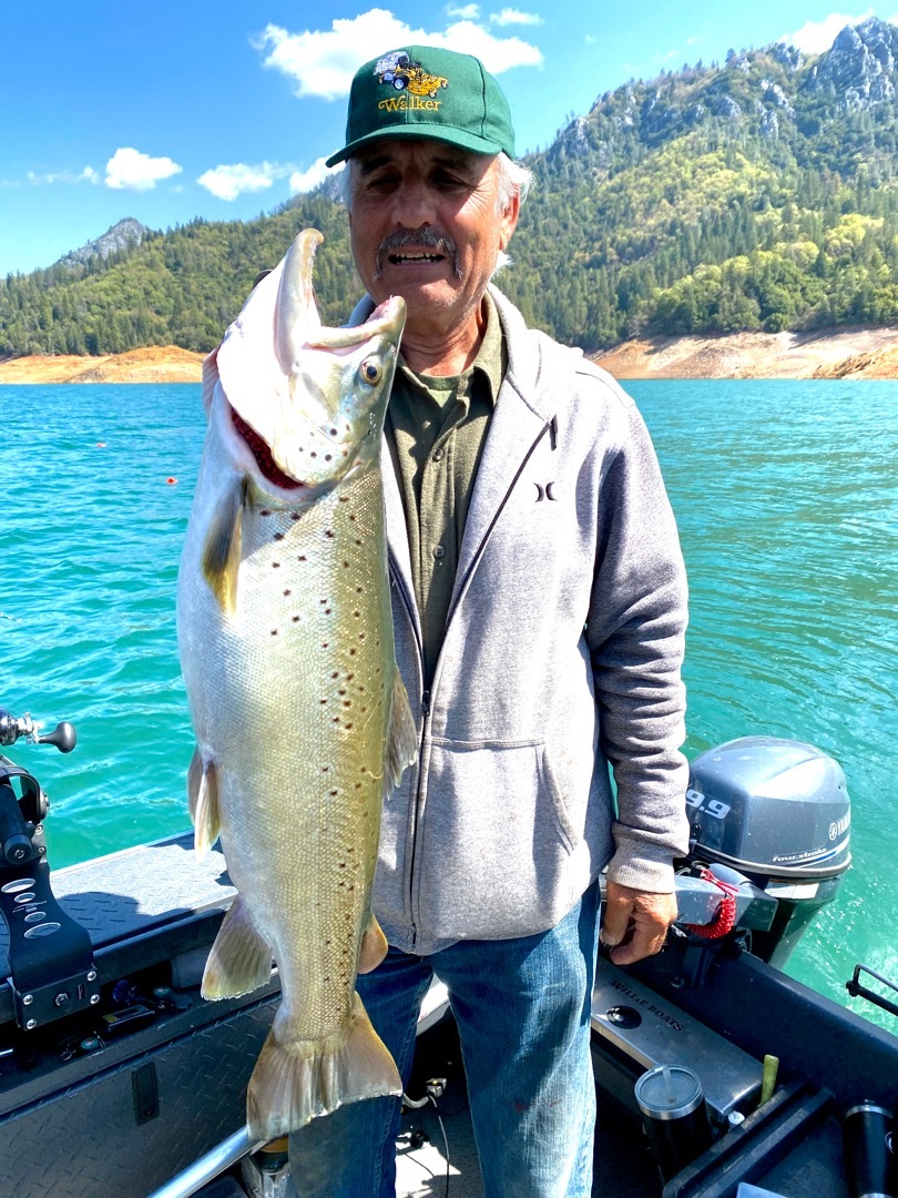 Shasta browns, rainbows, kings, Kokanee, and bass!