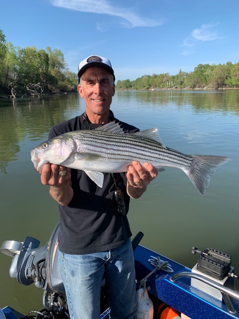 Striped Bass on the Sacramento River in Colusa 