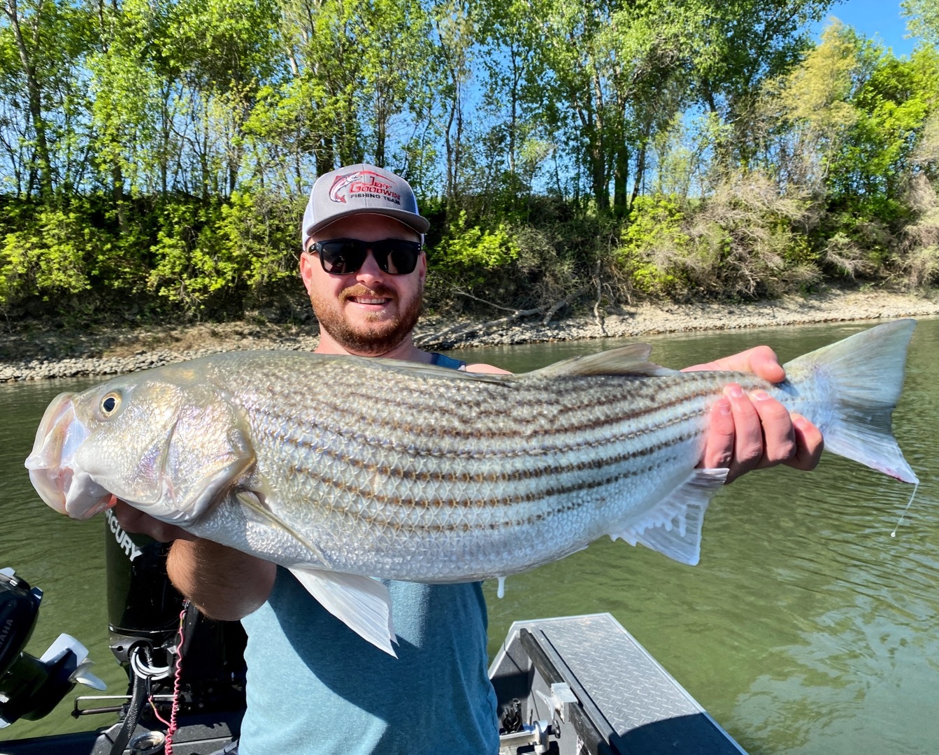 Angler hooks giant striper on Sac River