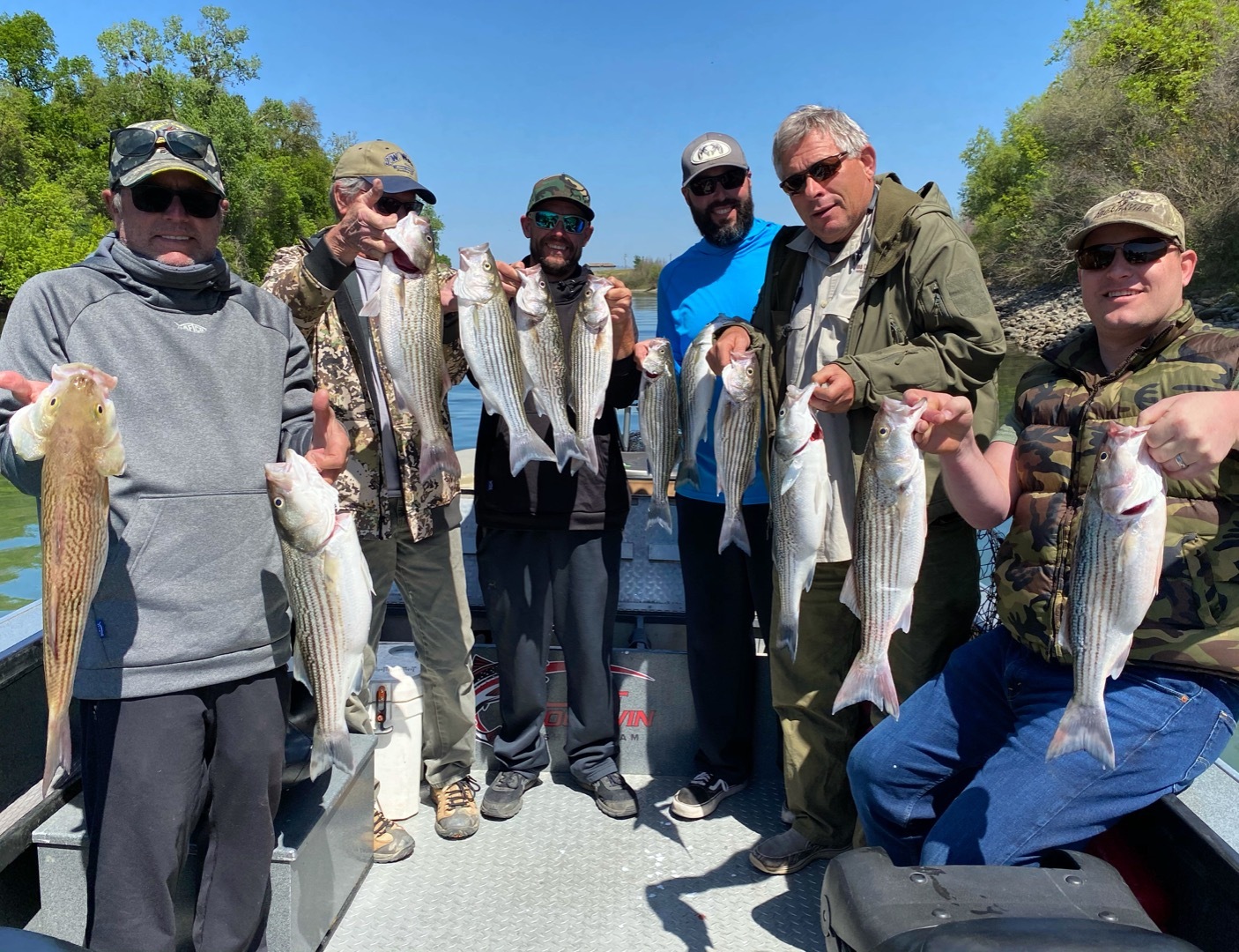 Sac River Striper bite is on!