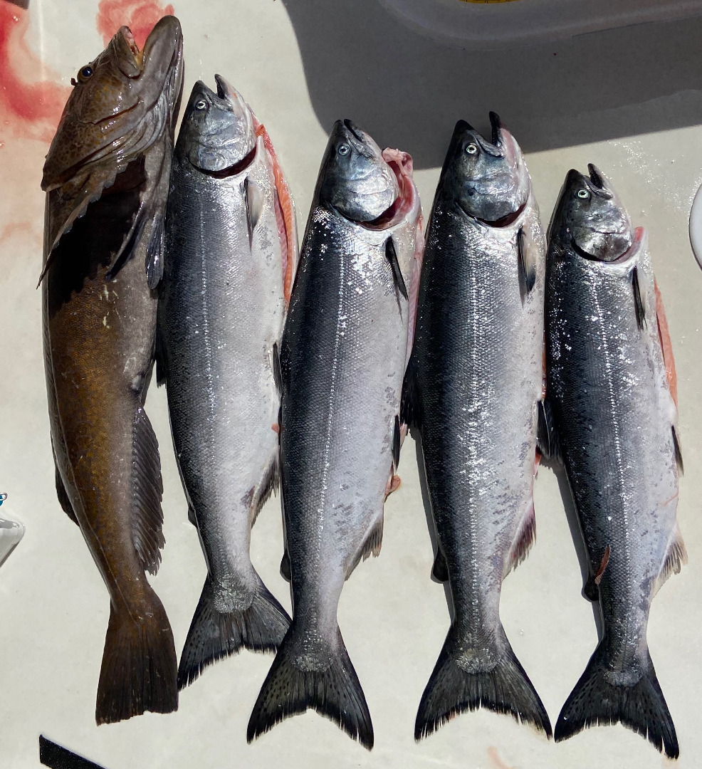 Salmon limits to be had on Monterey Bay