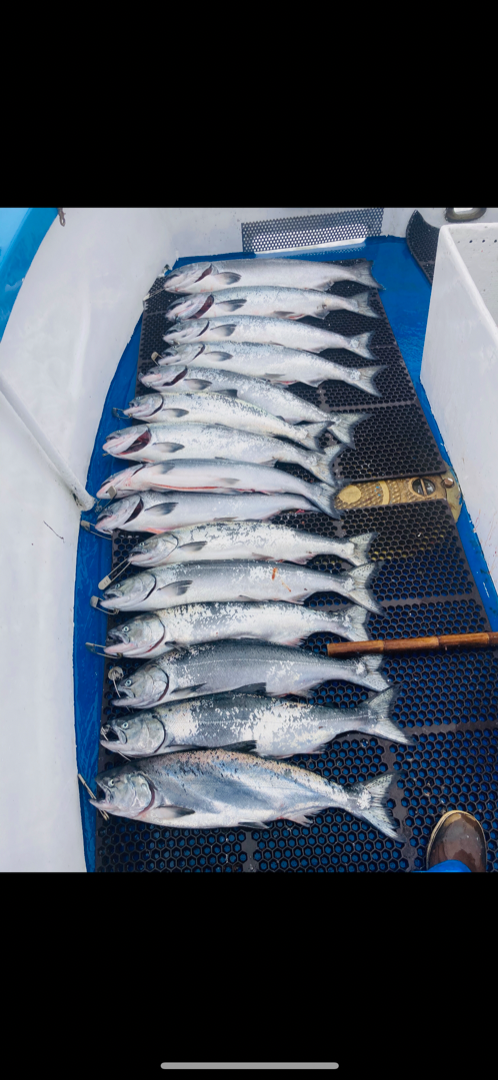 Salmon charter 