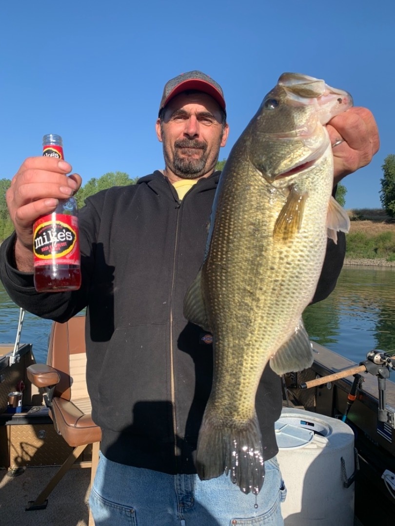 Striped Bass on the  Sacramento River in Colusa 