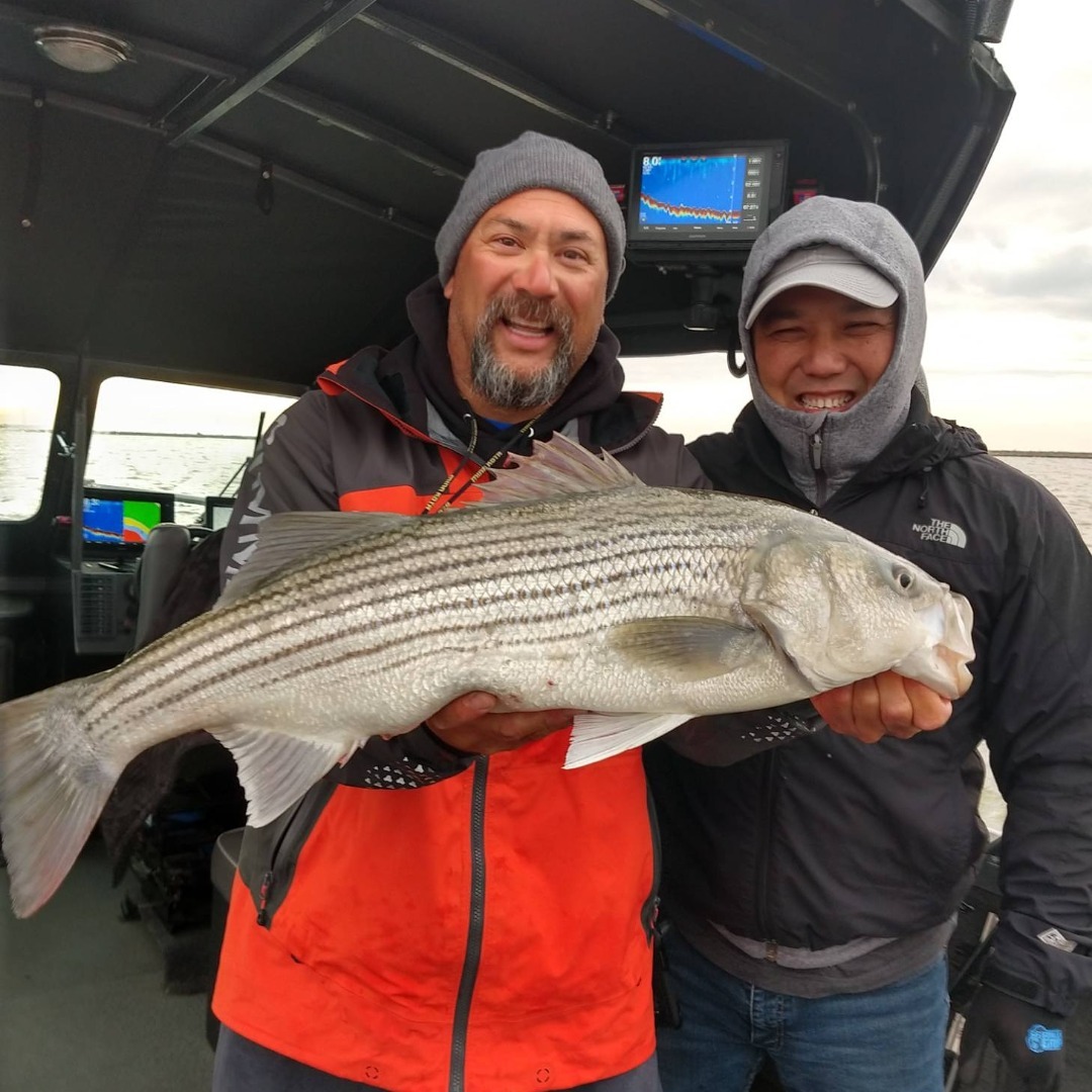 Wild windy delta stripers 