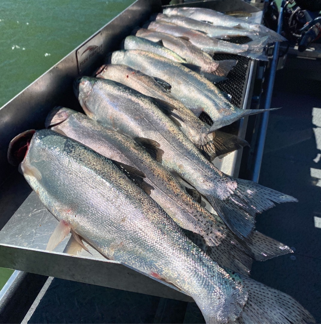 Shasta Lake trout bite picks up this week!