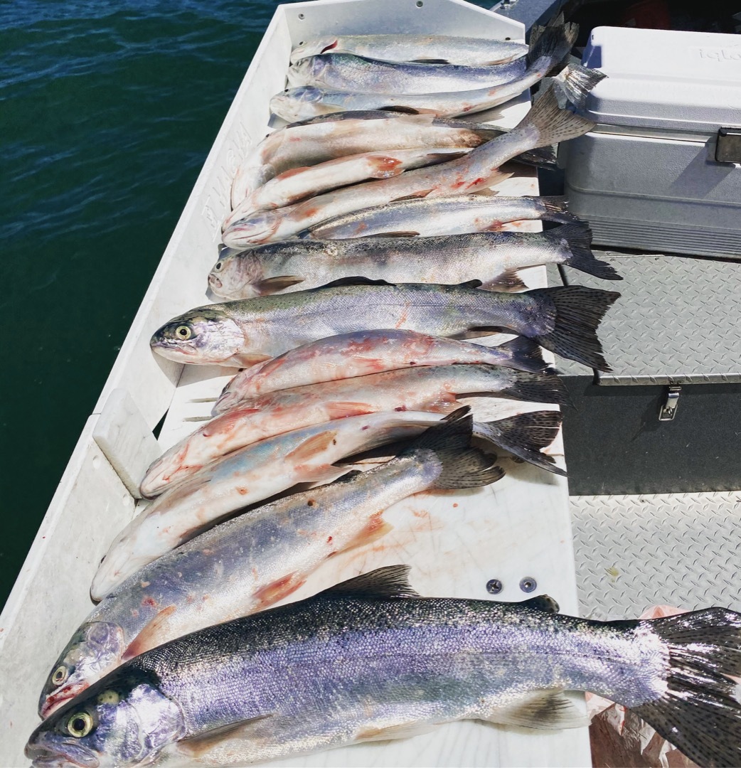 Hot Shasta trout/Kokanee bite continues