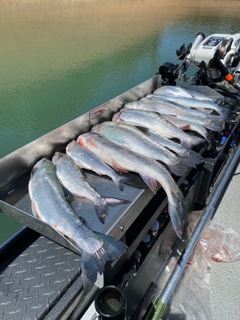 Shasta Lake trout and salmon bite picking up steam!