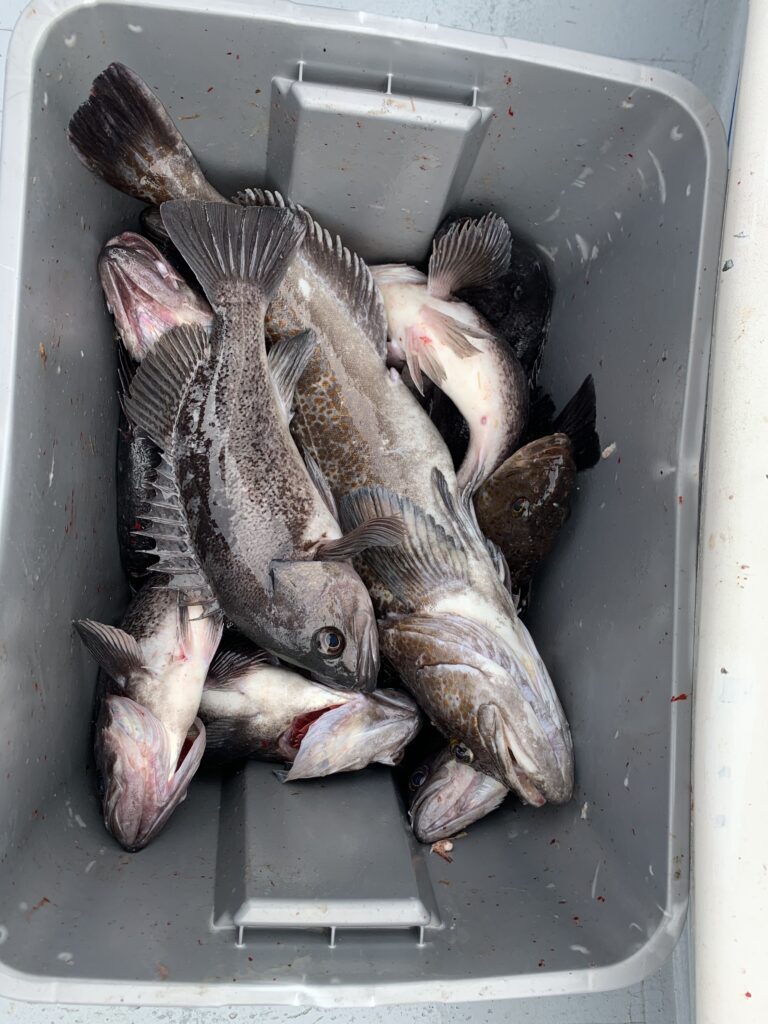 Wednesday fishing report 