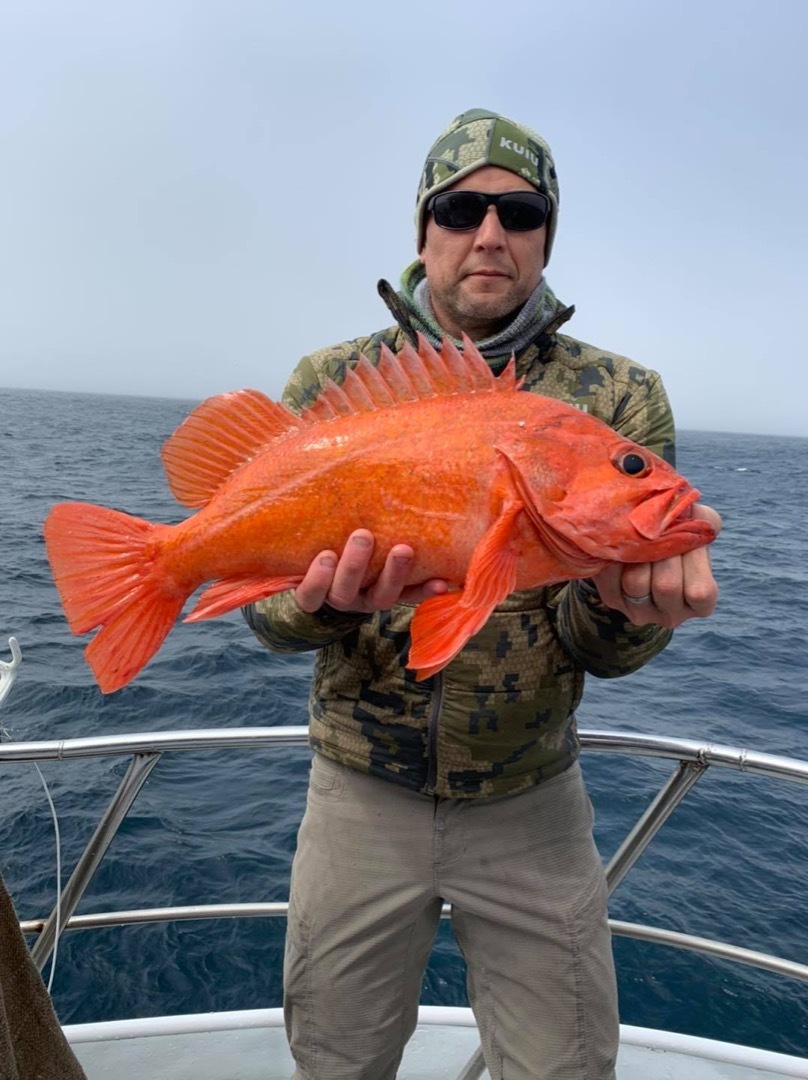 Excellent Quality Yellowtail and Vermillion rockfish