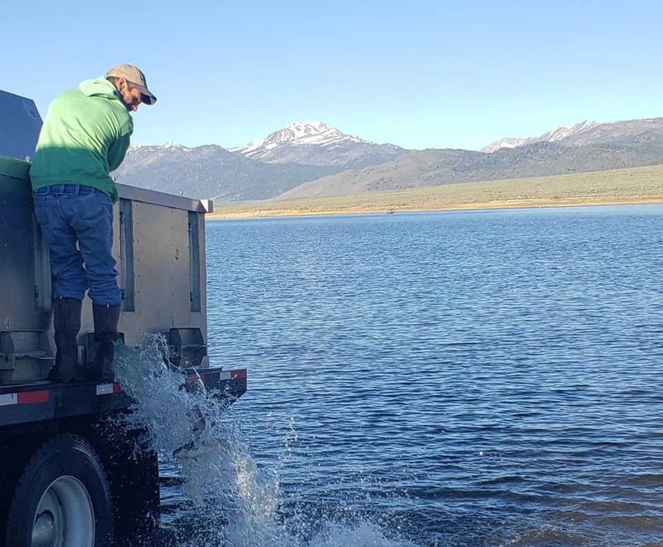 Bridgeport Reservoir Fish Report Bridgeport Reservoir BFEF Stocks 800lb. Into Bridgeport