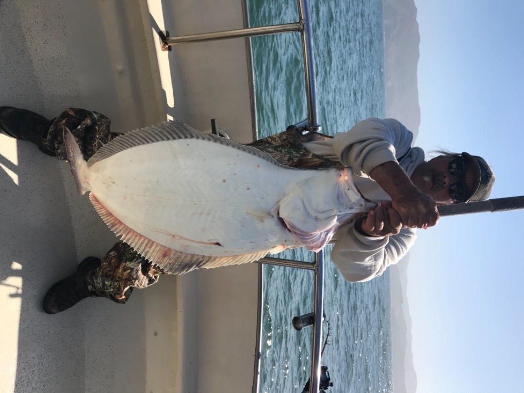 Big halibut 