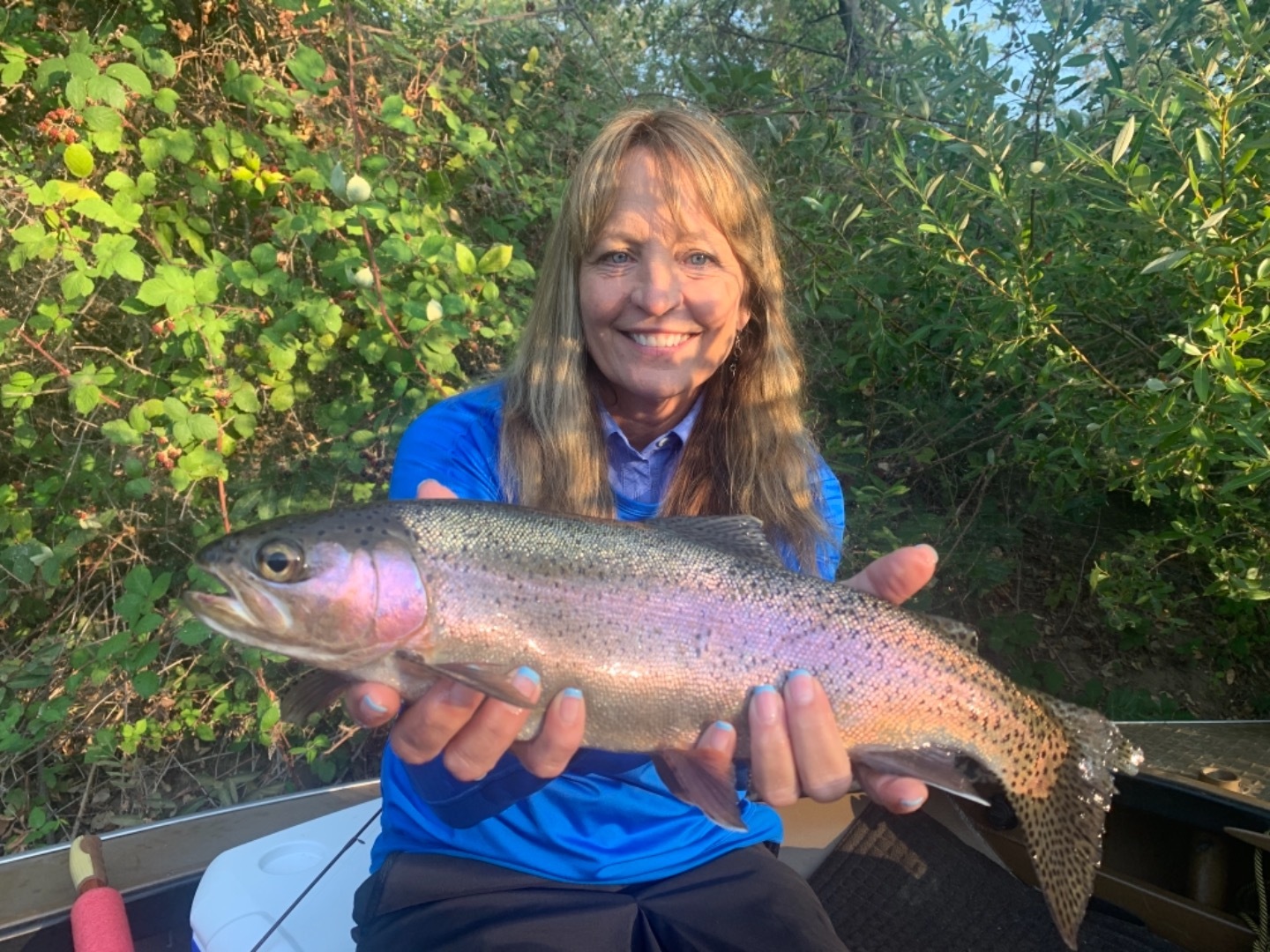 Sacramento River Rainbows 