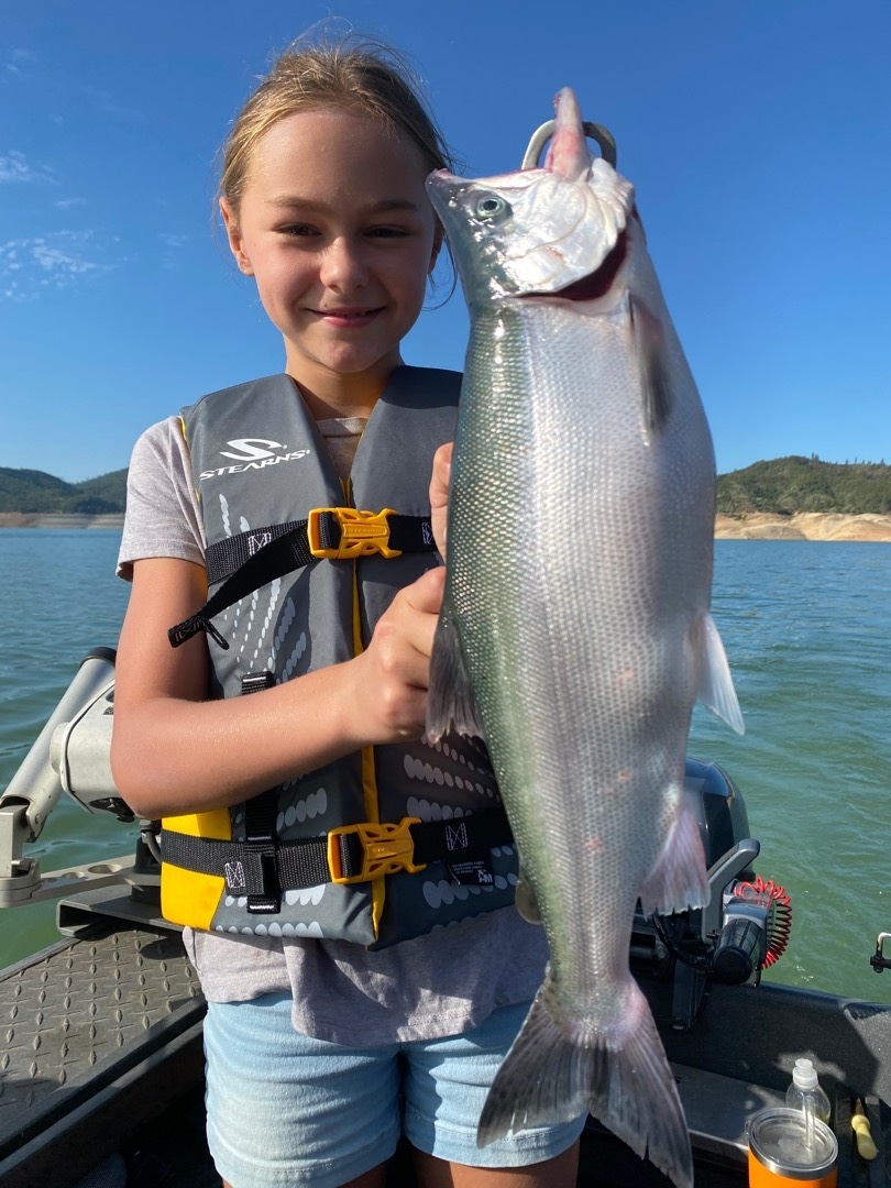 Shasta Lake Summer Trout/Salmon Fishing — Jeff Goodwin Fishing