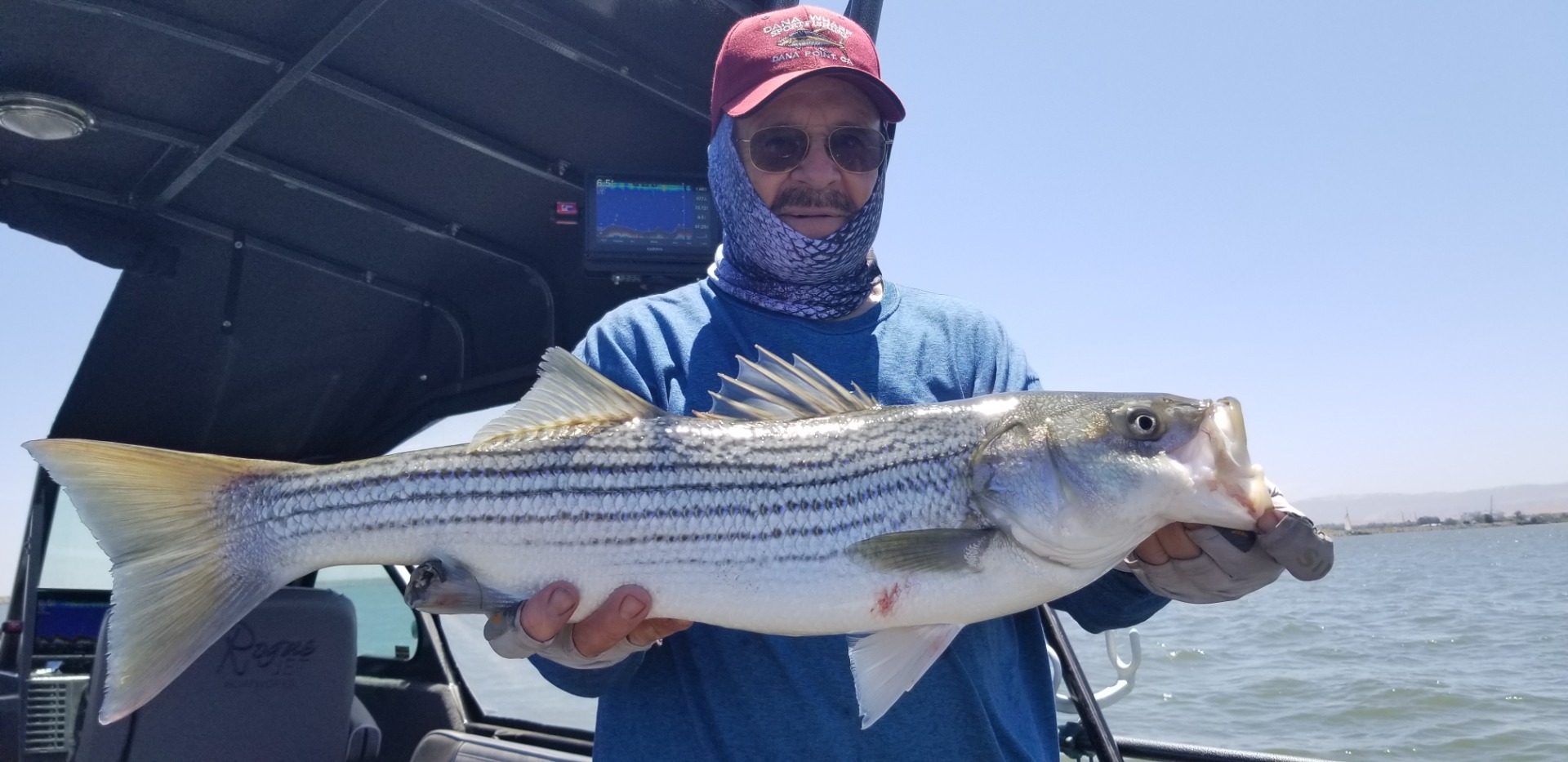 July Delta Striper bite