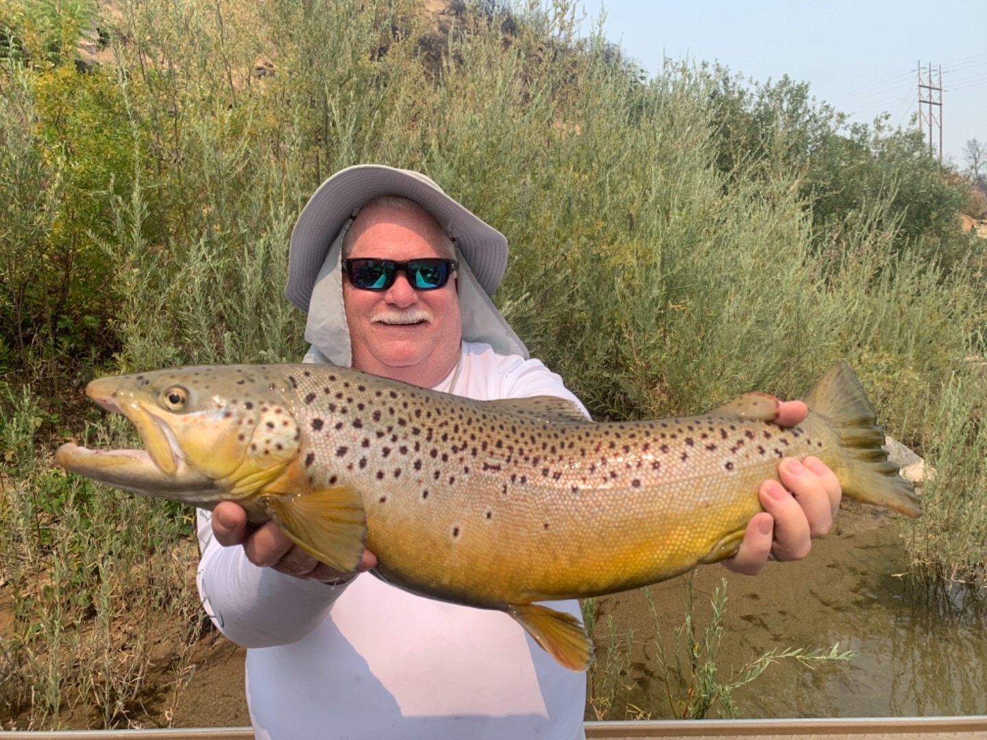 Big Rainbows and Giant Browns 