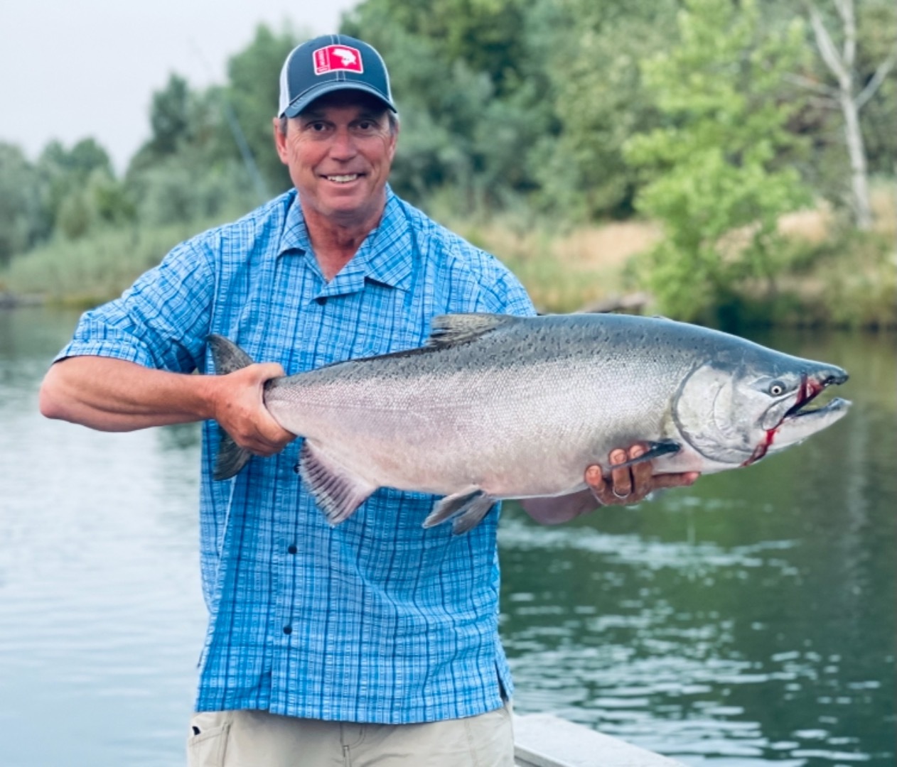 Sacramento River salmon run improving everyday 