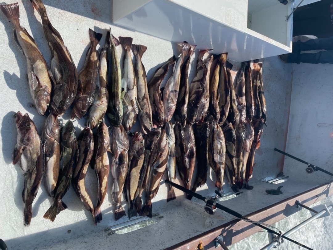 Farallon islands rockfish and lingcod 