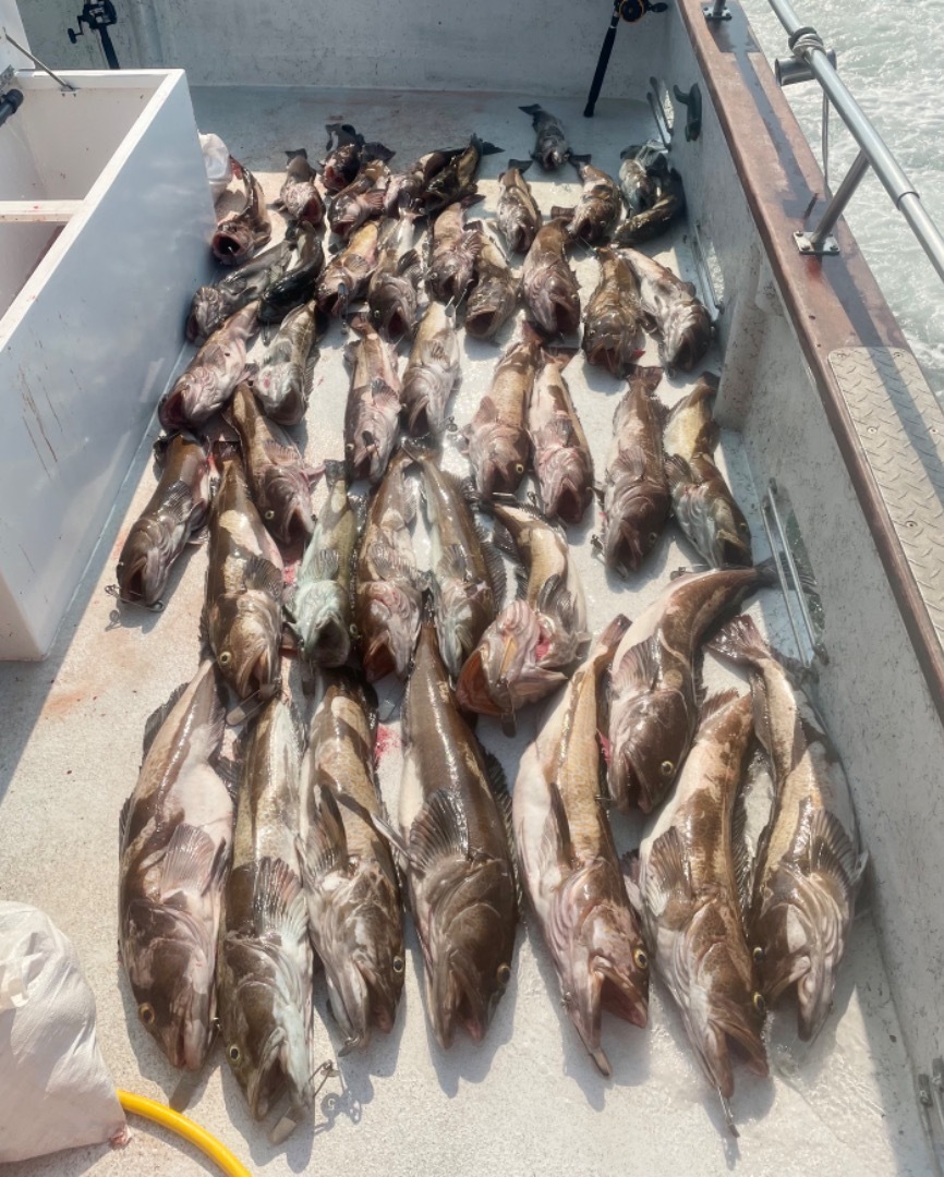 Farallon islands rockfish and lingcod 