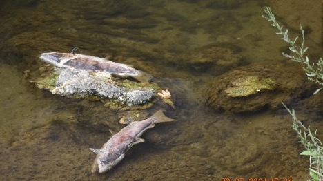 Near-record return of spring run lost on Butte Creek