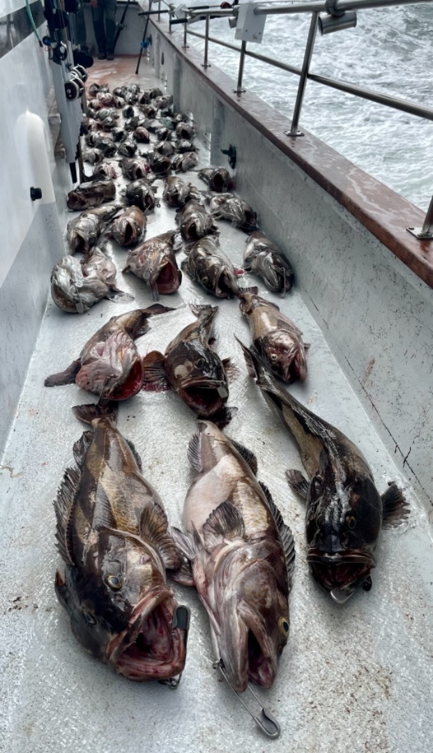Farallon islands rockfish and lingcod 