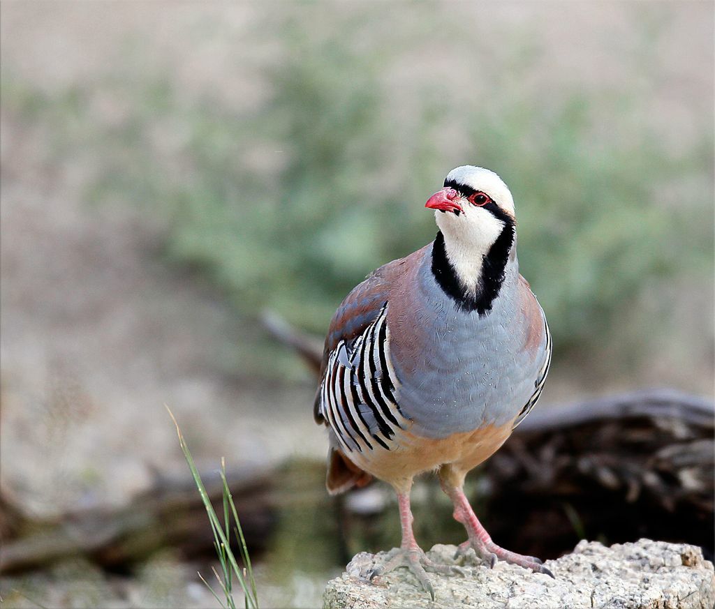 Fish Report 202122 Chukar Forecast