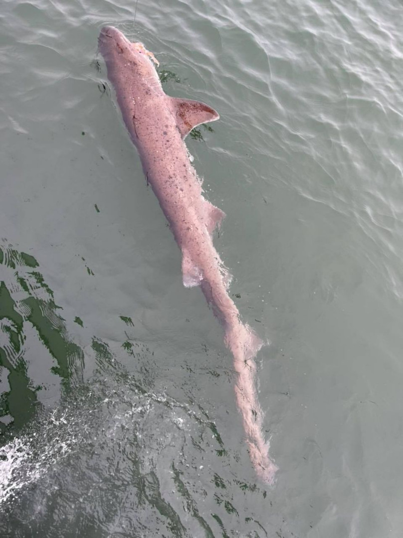 Wow! What a day of shark fishing!