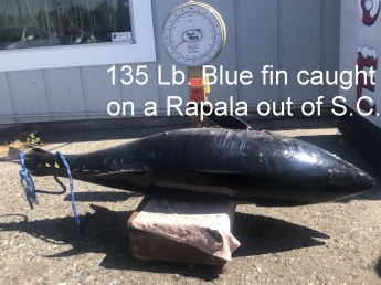135 lb. Bluefin in The Bay